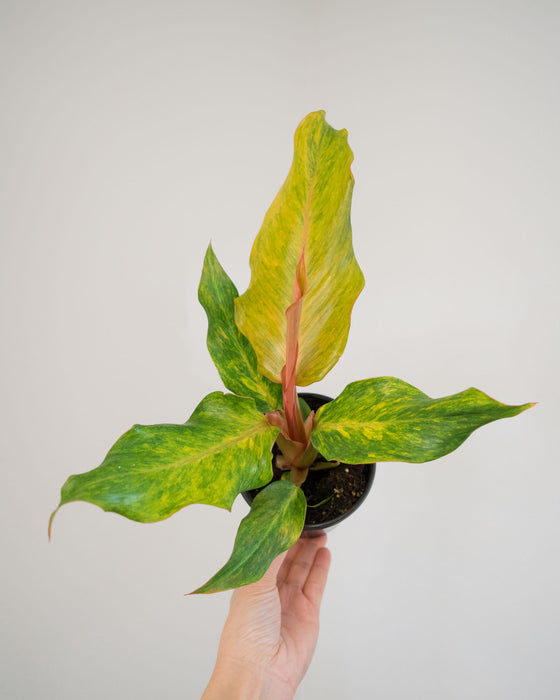 Philodendron 'Orange Marmalade' - 4"