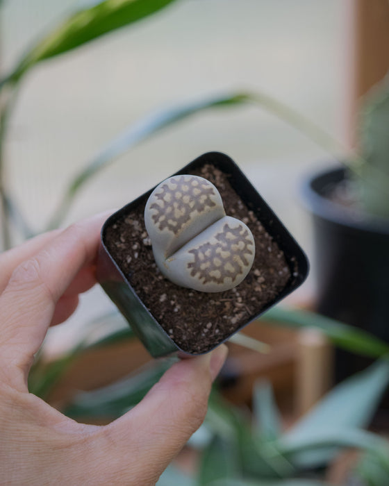 Assorted Lithops - 2"