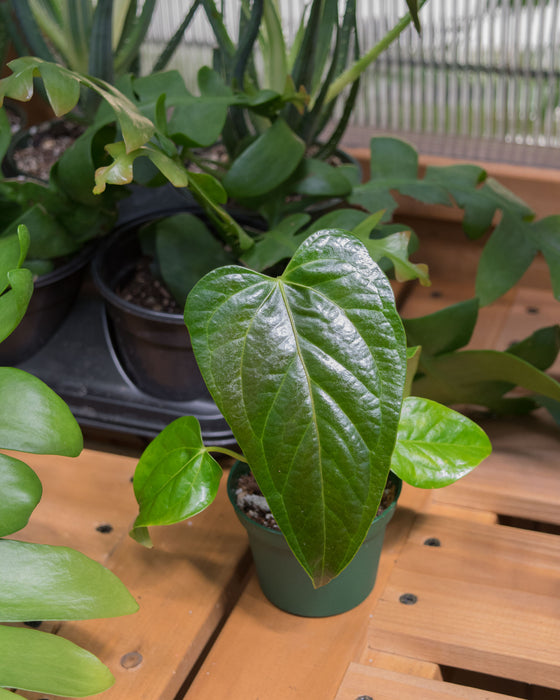 Anthurium 'Queen of Hearts' - 3"