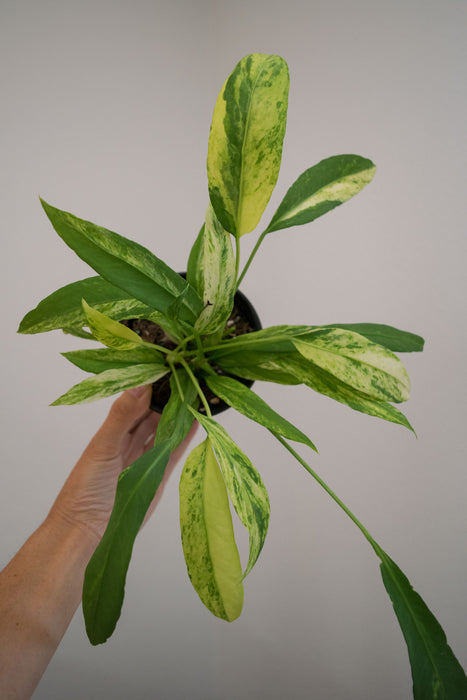 Anthurium Vittarifolium 'Variegata' - 4"