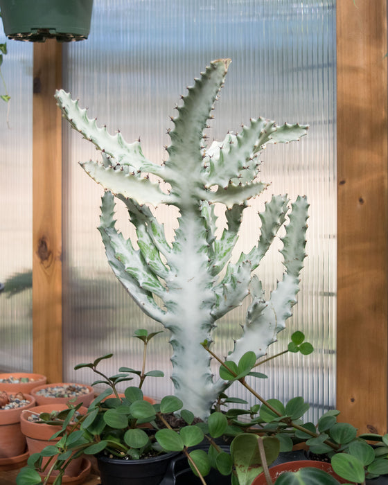 Euphorbia Lactea 'White Ghost' - 4" (Pick Up Only)