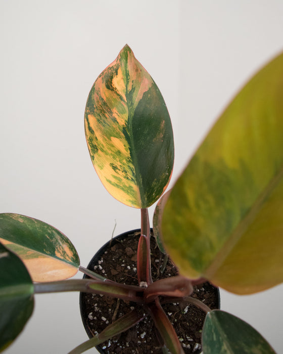 Philodendron 'Congo Red Hot' - 4"