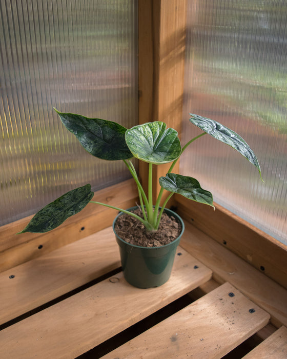 Alocasia Baginda 'Dragon Scale' Mint - 4"