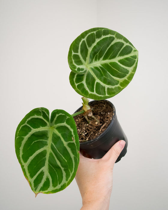 Anthurium Dorayaki 'Silver' - 4"