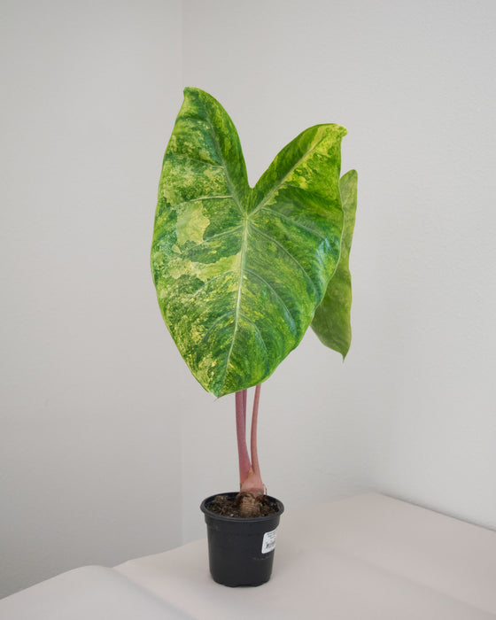 Alocasia Baginda 'Pink Dragon' Variegated - 4" (Pick Up Only)
