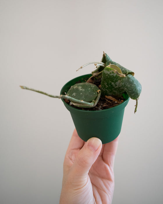 Hoya Imbricata - 3"