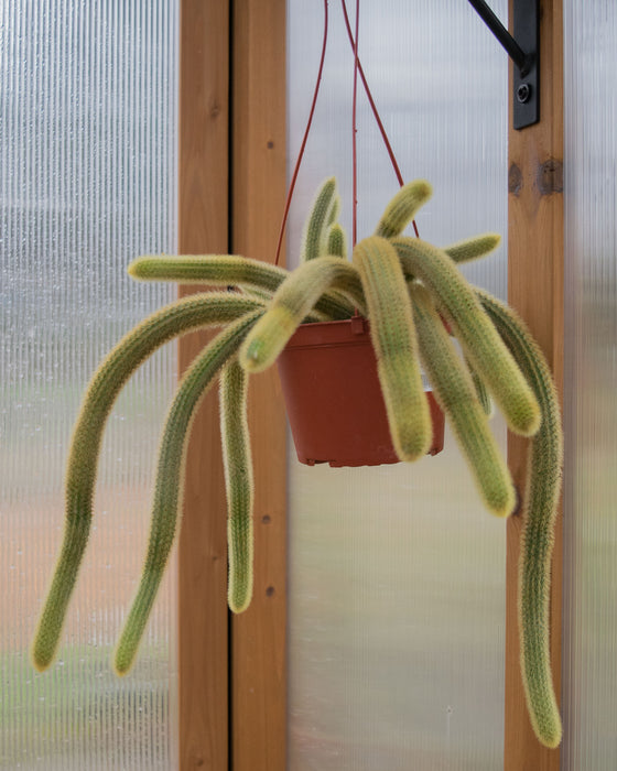Cleistocactus Winteri 'Golden Rat Tail Cactus' - 6" (Pick Up Only)