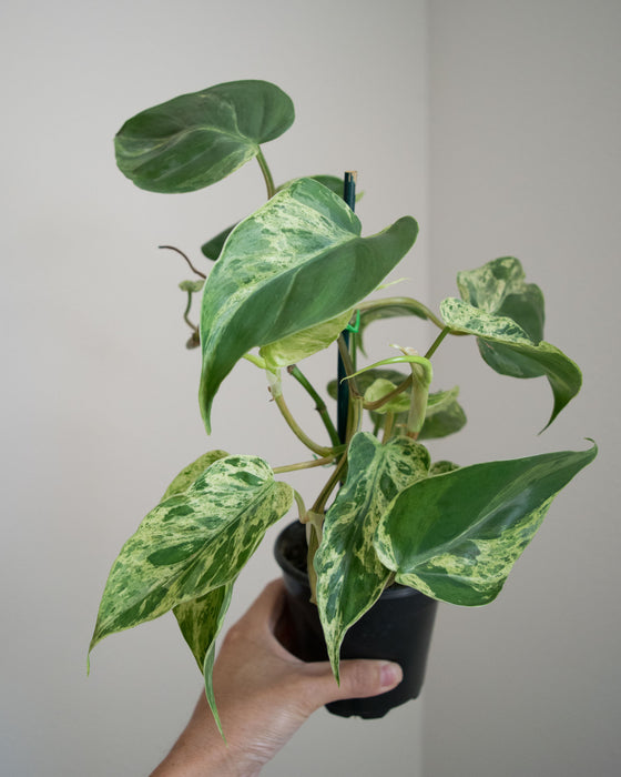 Philodendron Scandens Variegatum - 4"