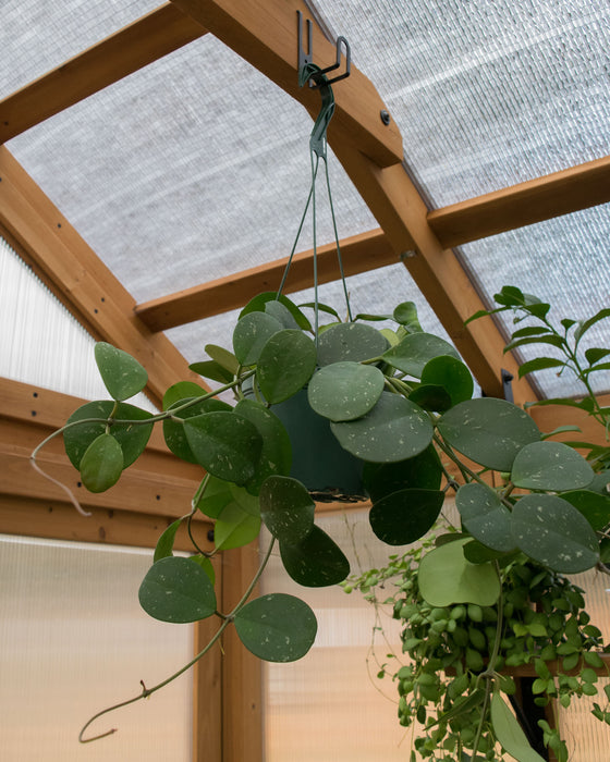 Hoya Obovata - 6" (Pick Up Only)