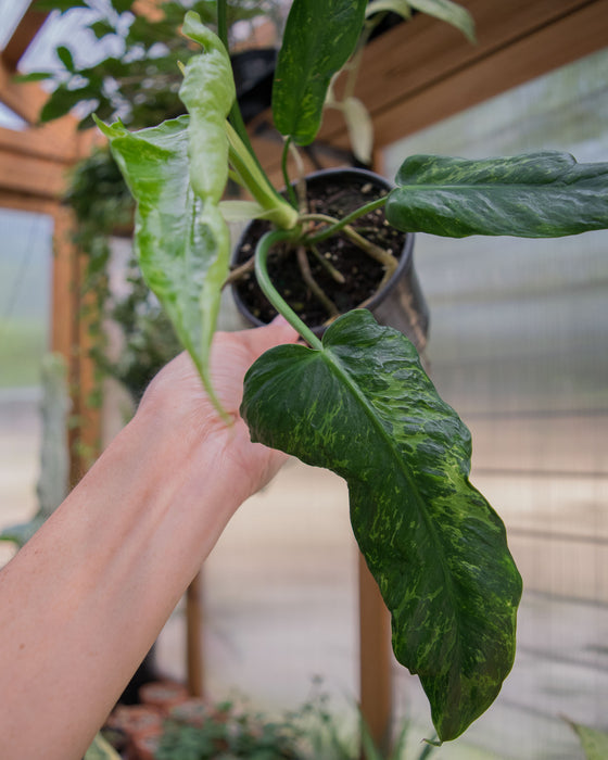 Philodendron 'Golden Dragon' - 4"