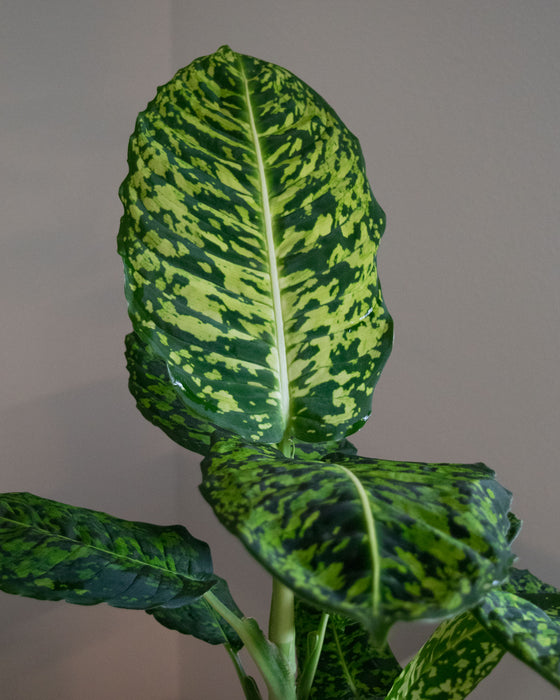 Dieffenbachia 'Reflector' - 6" (Pick Up Only)