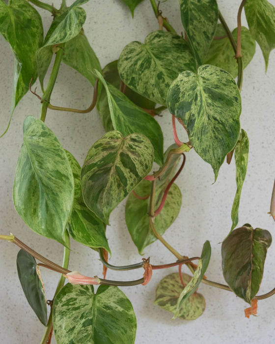Variegated Heartleaf Philodendron  - 6" (3.5 FT) (Pick Up Only)