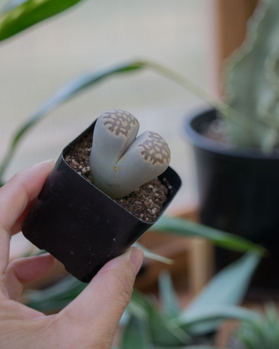Assorted Lithops - 2"