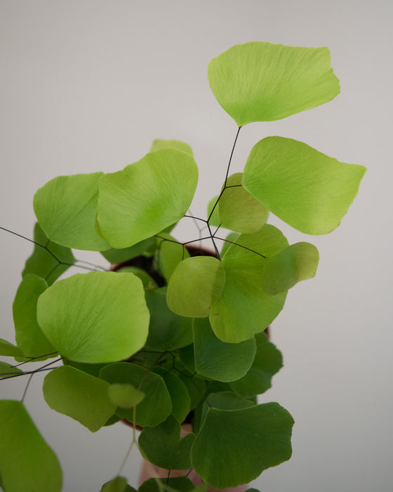 Adiantum Peruvianum 'Silver Dollar Fern' - 4"