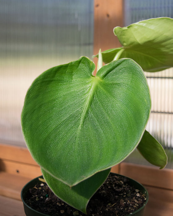 Philodendron 'Rugosum' - 6" (Pick Up Only)