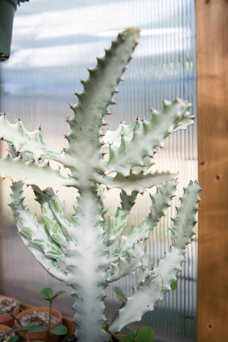 Euphorbia Lactea 'White Ghost' - 4" (Pick Up Only)