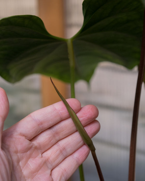 Anthurium Magnificum x Nigrolaminum 6" (Pick Up Only)