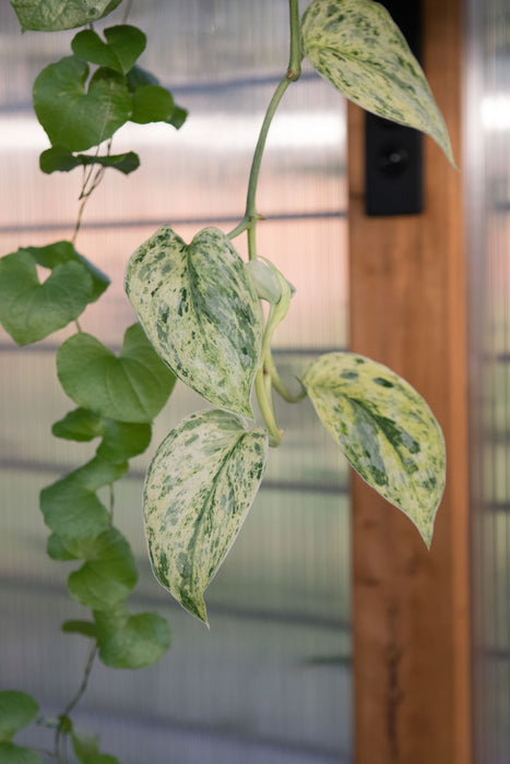 Scindapsus Pict. 'Peasun' Variegated - 2"