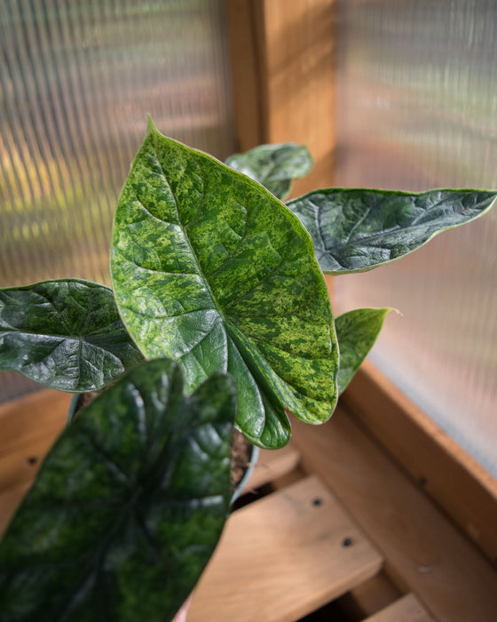Alocasia Baginda 'Dragon Scale' Mint - 4"