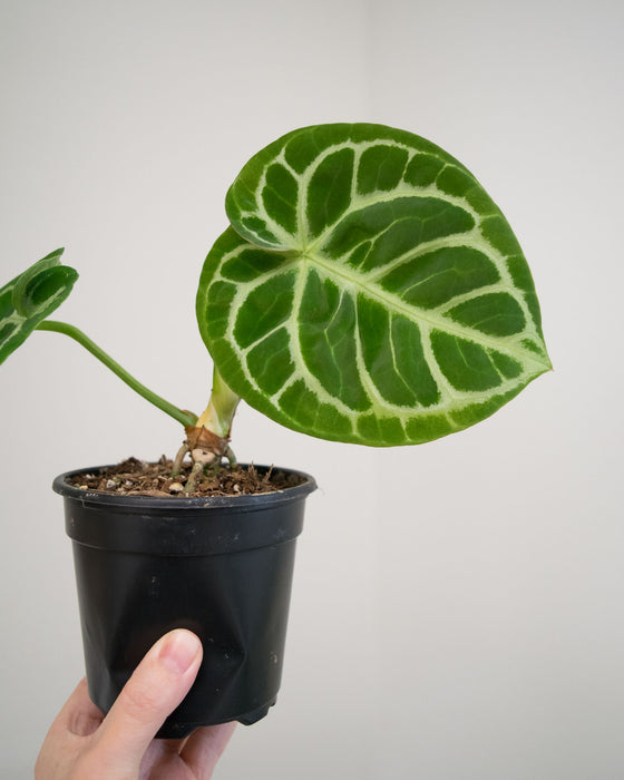 Anthurium Dorayaki 'Silver' - 4"