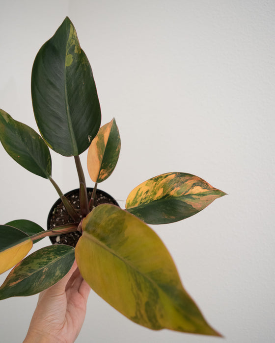 Philodendron 'Congo Red Hot' - 4"