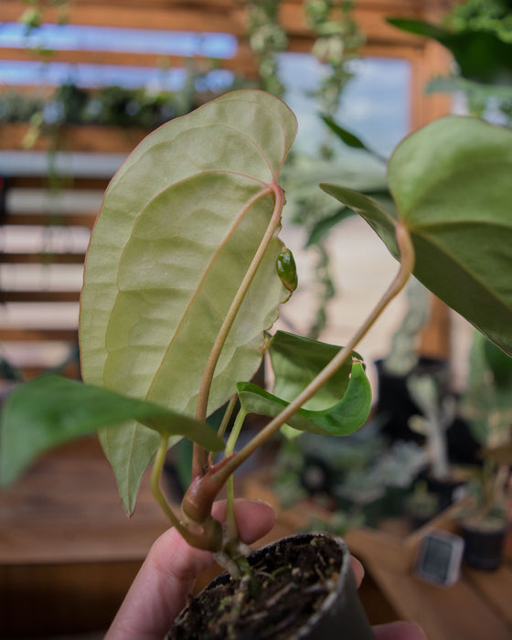 Anthurium 'Red Gunsal ' - 2" (SALE)