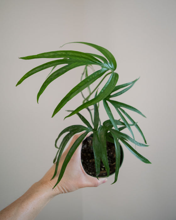 anthurium zippelianum Amydrium Zippelianum