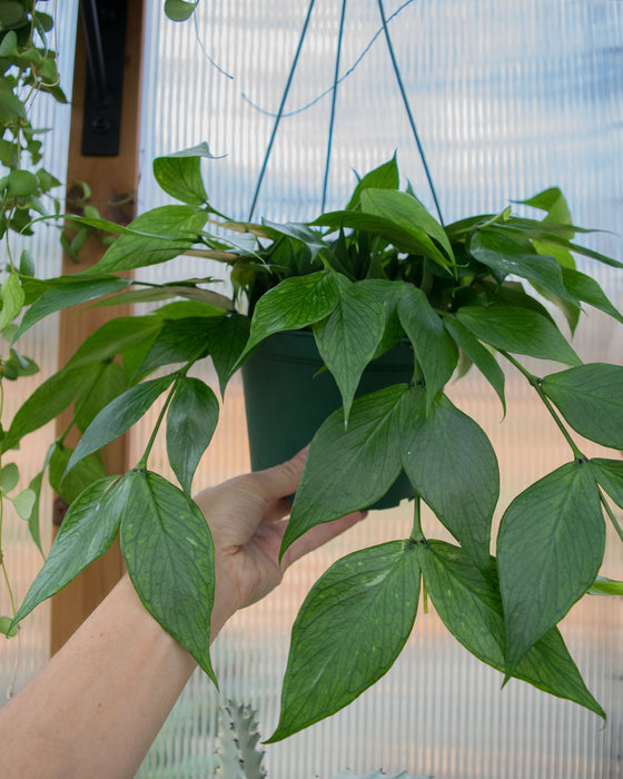 Hoya Polyneura - 6" (Pick Up Only)