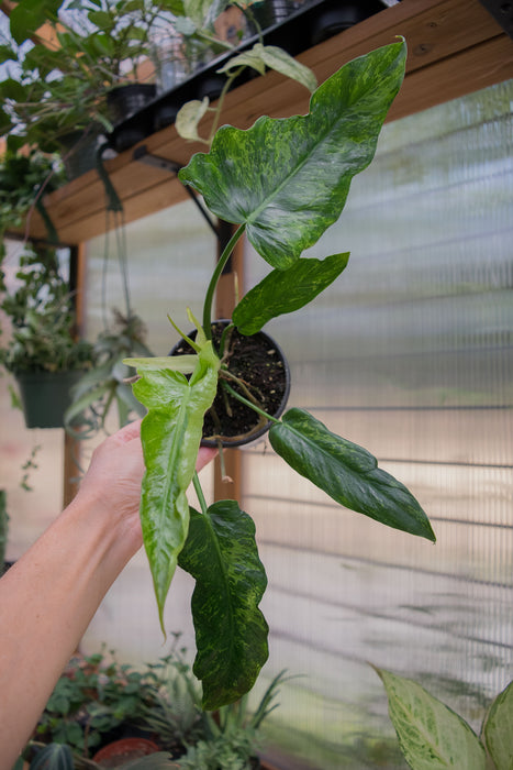 Philodendron 'Golden Dragon' - 4"