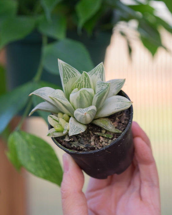 Haworthia Retusa 'Variegata' - 2"