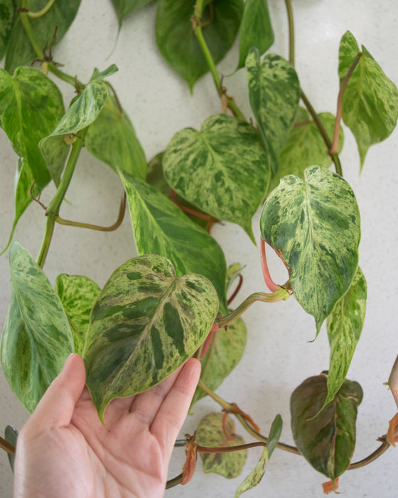 Variegated Heartleaf Philodendron  - 6" (3.5 FT) (Pick Up Only)