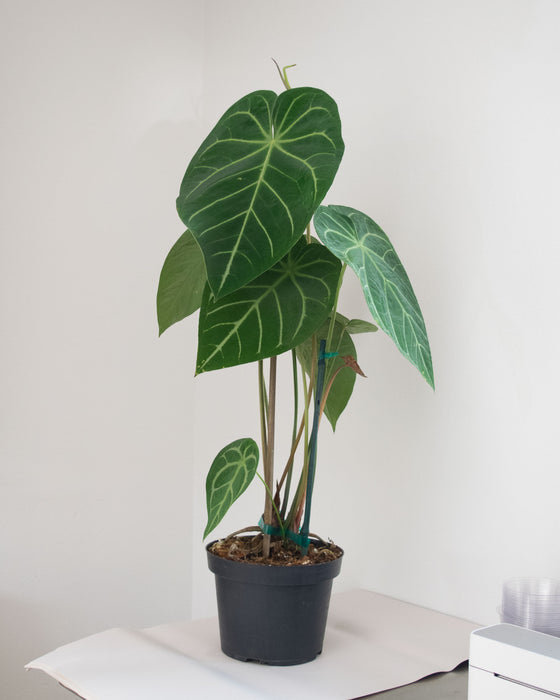 Anthurium Magnificum - 8" (Pick Up Only)(3' Tall)