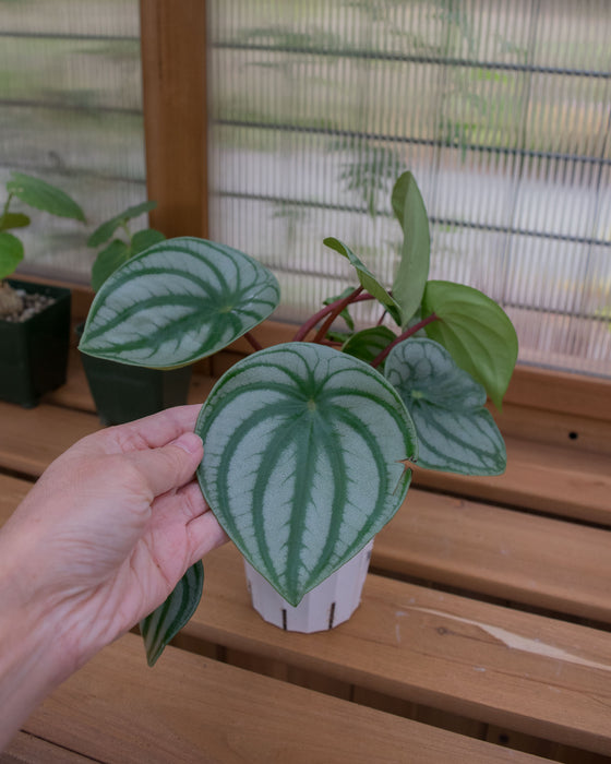 Peperomia Watermelon - 4"