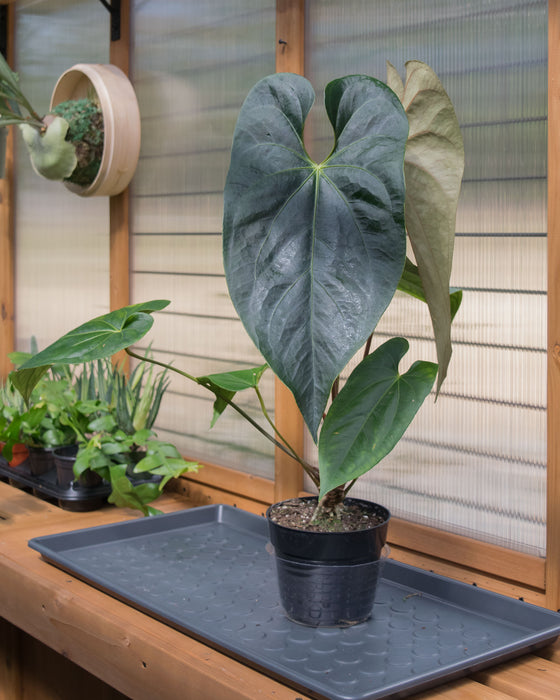 Anthurium Magnificum x Nigrolaminum 6" (Pick Up Only)
