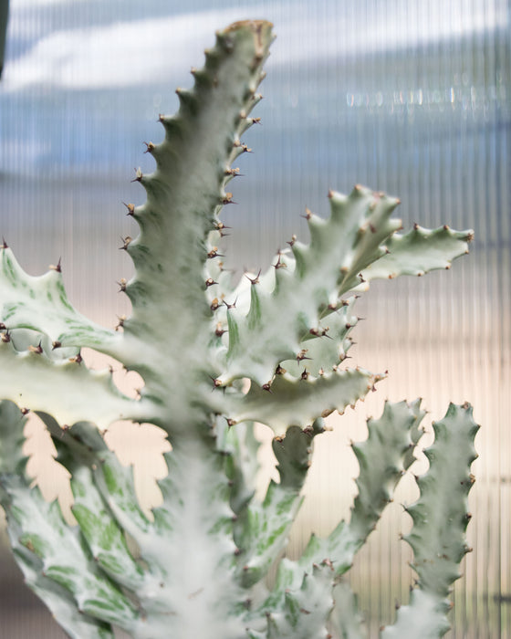 Euphorbia Lactea 'White Ghost' - 4" (Pick Up Only)