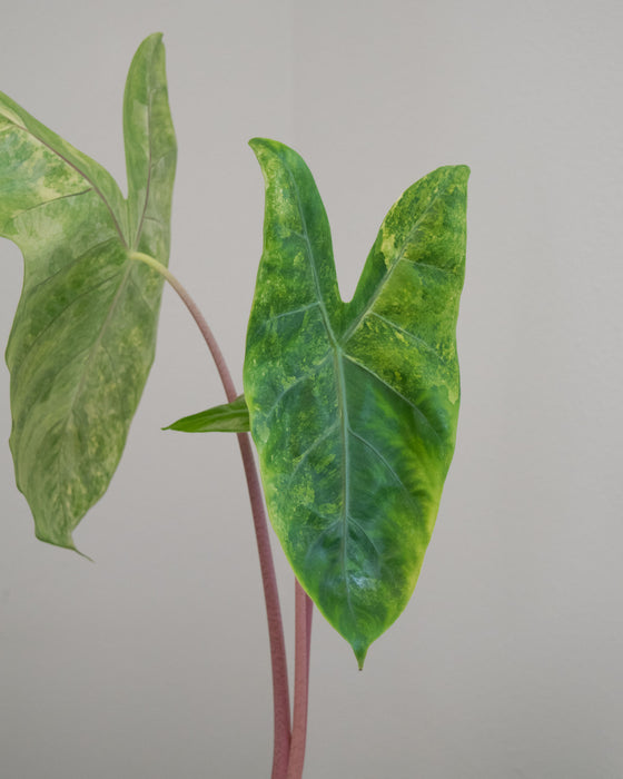 Alocasia Baginda 'Pink Dragon' Variegated - 4" (Pick Up Only)