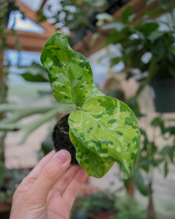 Chinese Evergreen 'Pictum Tricolor' - 2"