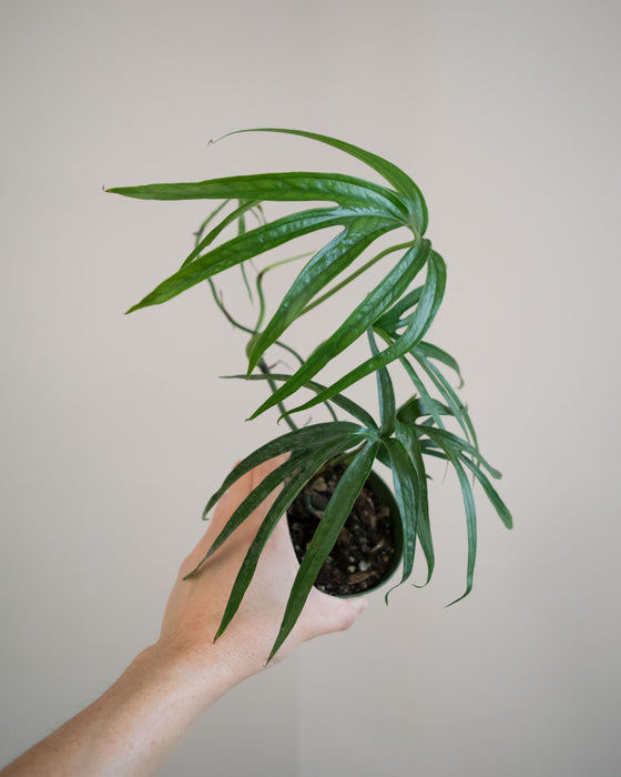 Amydrium Zippelianum - 4"