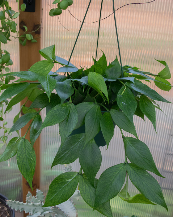 Hoya Polyneura - 6" (Pick Up Only)