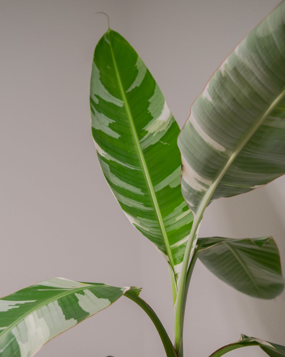Musa sp. 'Florida Variegated' - 4
