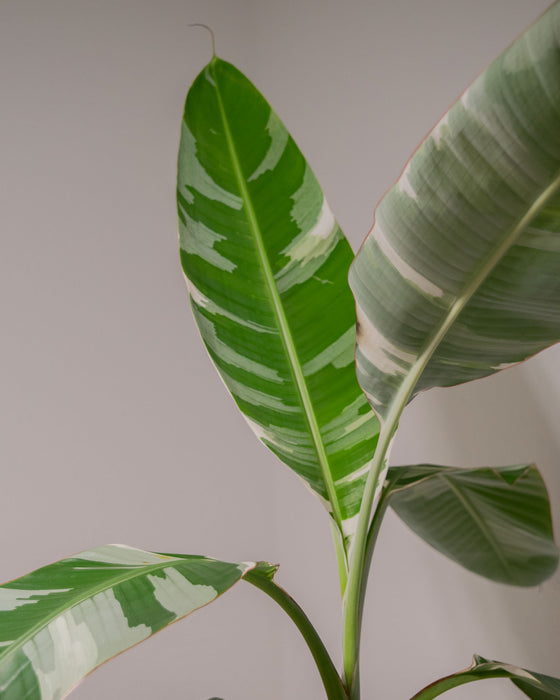 Musa sp. 'Florida Variegated' - 4" (Pick Up Only)