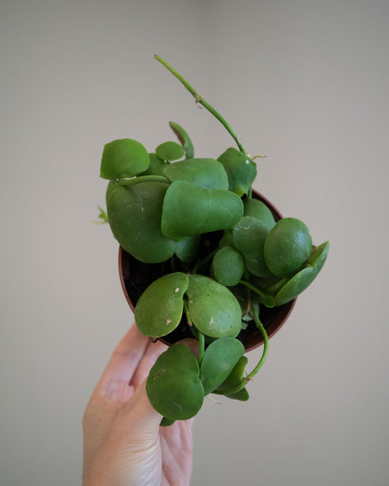 Dischidia Platyphylla - 4"