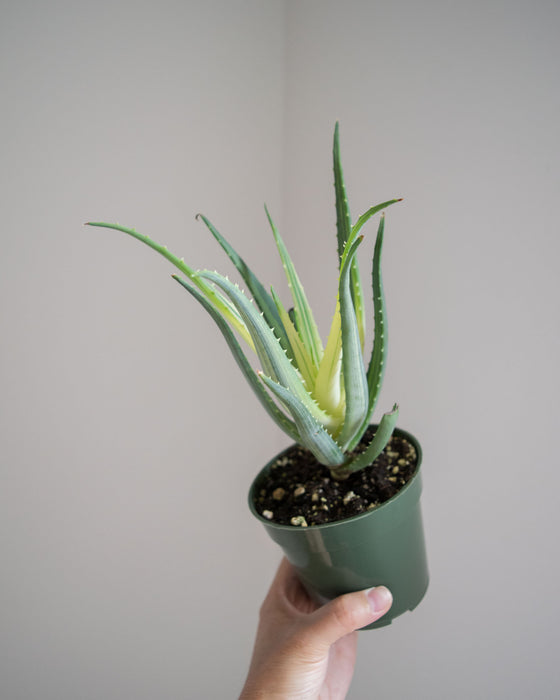 Aloe Humilis Solar Flame - 4"