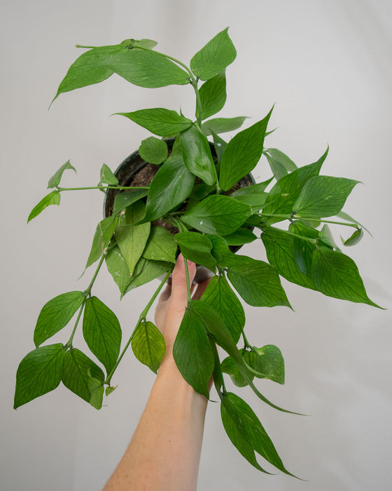 Hoya Polyneura - 6" (Pick Up Only)