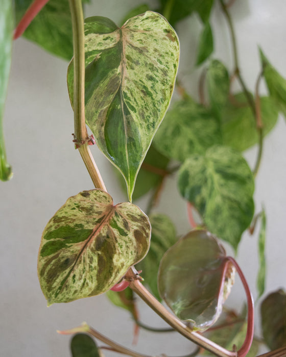 Variegated Heartleaf Philodendron  - 6" (3.5 FT) (Pick Up Only)