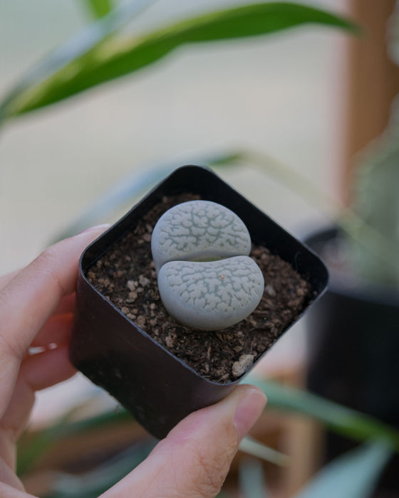 Assorted Lithops - 2"