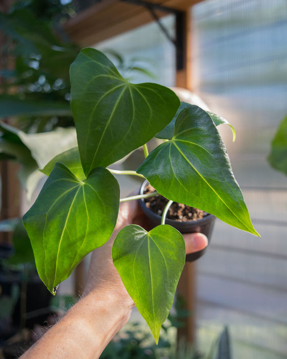 Anthurium 'Delta Force' - 3"