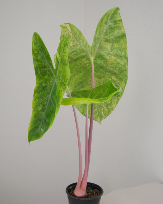Alocasia Baginda 'Pink Dragon' Variegated - 4" (Pick Up Only)