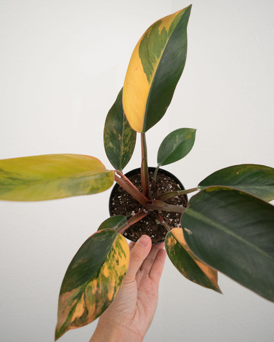 Philodendron 'Congo Red Hot' - 4"