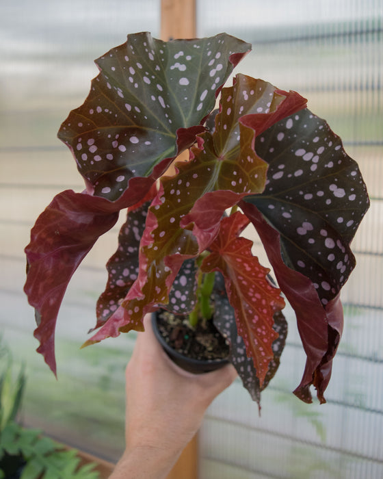 Begonia 'Cracklin Rosie' - 4"